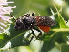 Sphecodes albilabris