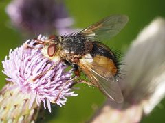 Tachina fera