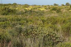 Hermannia salviifolia