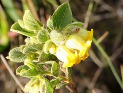 Hermannia salviifolia