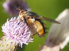 Tachina fera