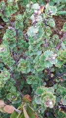Betula michauxii