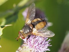 Tachina fera
