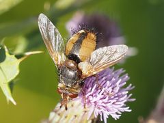 Tachina fera