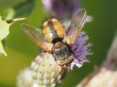 Tachina fera