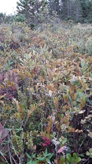 Betula michauxii