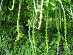 Selenicereus hamatus