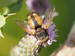 Tachina fera