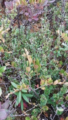 Betula michauxii