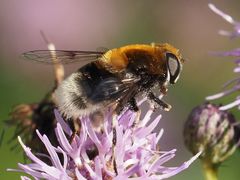 Eristalis intricaria