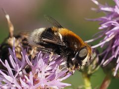 Eristalis intricaria