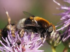 Eristalis intricaria