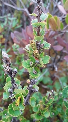 Betula michauxii