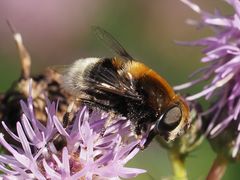 Eristalis intricaria