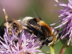 Eristalis intricaria