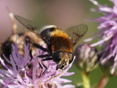 Eristalis intricaria