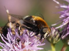 Eristalis intricaria