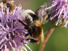 Eristalis intricaria