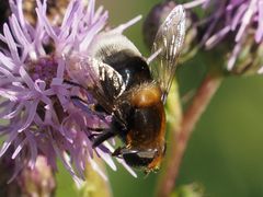 Eristalis intricaria