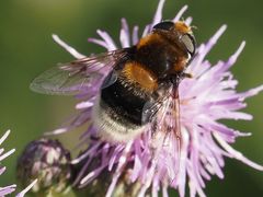 Eristalis intricaria