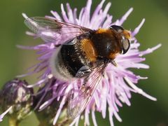 Eristalis intricaria