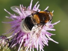 Eristalis intricaria