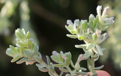 Gnidia nodiflora