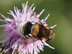 Eristalis intricaria