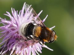 Eristalis intricaria