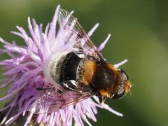 Eristalis intricaria