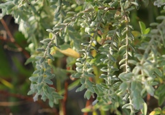 Gnidia nodiflora