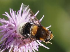 Eristalis intricaria