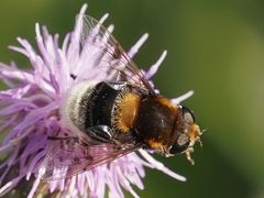 Eristalis intricaria