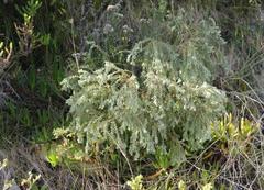 Gnidia nodiflora