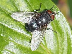 Calliphora