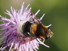 Eristalis intricaria