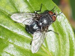 Calliphora