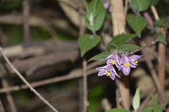 Deutzia staminea