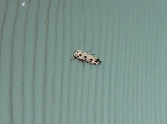 Ethmia sphaerosticha