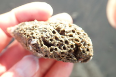 Neosabellaria kaiparaensis