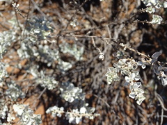 Chenopodium desertorum microphyllum