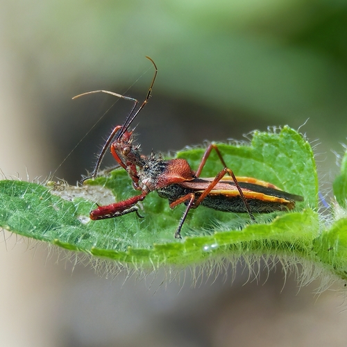 Scipinia arenacea · iNaturalist