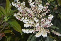 Pieris formosa