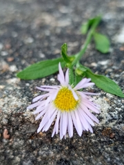 Erigeron karvinskianus