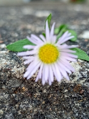 Erigeron karvinskianus