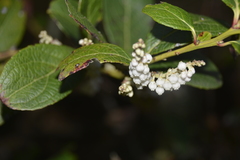 Gaultheria fragrantissima