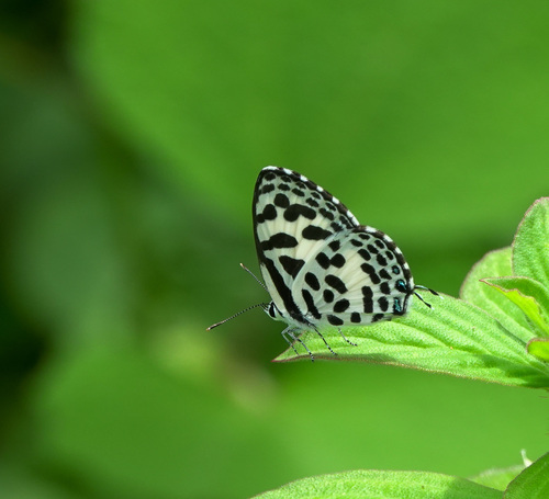 Photo of Common Pierrot (Castalius rosimon)