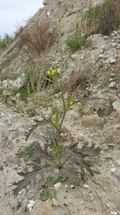 Brassica juncea