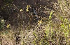 Hermannia salviifolia