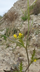 Brassica juncea